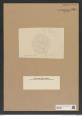 Diatomeae indet. Zeichnungen Sammlung Grunow Nr. 8201 (NHMW-BOT-W0377583)
